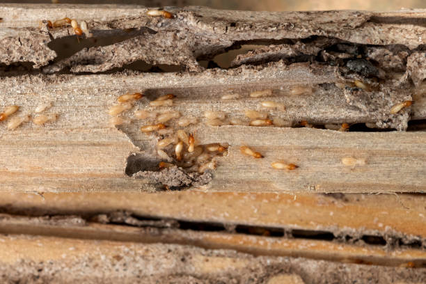 Best Mosquito Control Services  in Fairfield Bay, AR
