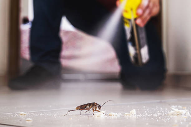 Best Spider Control Near Me  in Fairfield Bay, AR